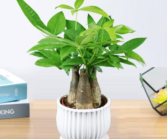 搖錢樹直接插栽花盆里能活嗎?搖錢樹一直掉葉子是什么原因