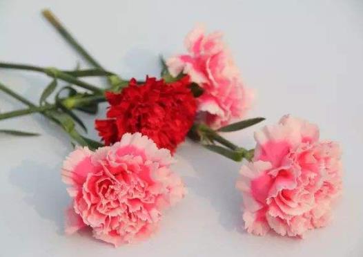 醒花的時(shí)候網(wǎng)套怎么拿掉?醒花可以醒24小時(shí)嗎