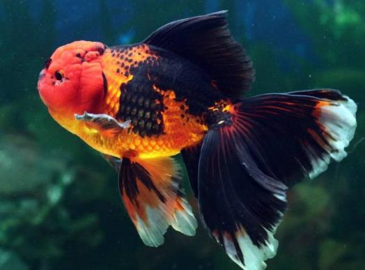 金魚可以吃什么食物?金魚餓了會吃同類嗎