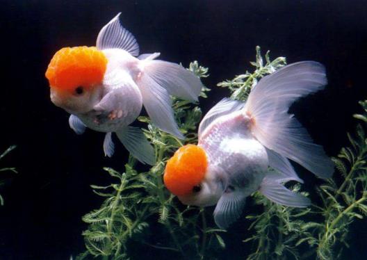 怎樣把金魚養(yǎng)大?如何養(yǎng)好金魚