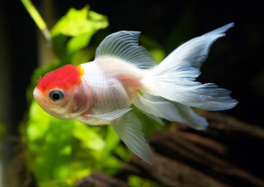 金魚(yú)可以加溫養(yǎng)嗎?金魚(yú)失鰾怎么補(bǔ)救