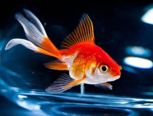 金魚餓了的時候有什么反應?金魚要每天都喂嗎