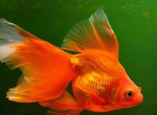 養金魚的自來水要放幾天?金魚沉底是在睡覺嗎