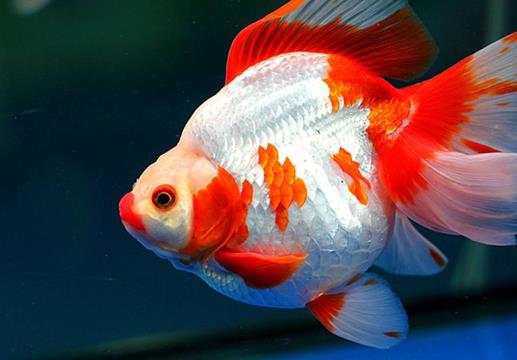 用冷開水養金魚結果會怎么樣?養金魚的水溫最低多少度