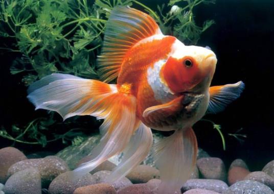 金魚可以吃什么食物?金魚餓了會吃同類嗎