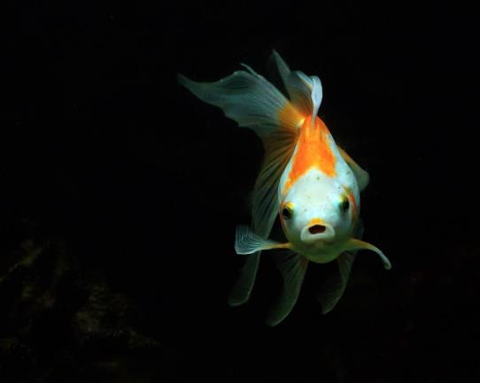 金魚(yú)可以加溫養(yǎng)嗎?金魚(yú)失鰾怎么補(bǔ)救