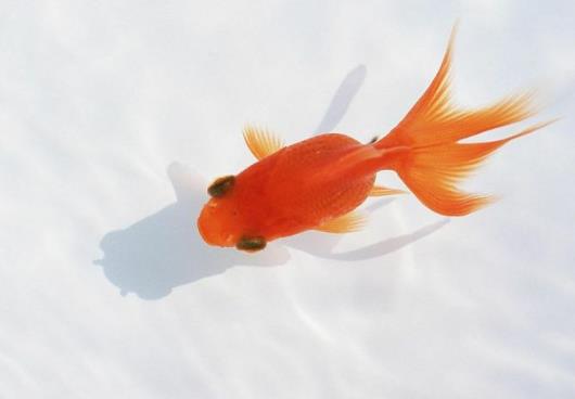 金魚吐泡泡會死嗎?金魚為什么浮上來吐泡泡