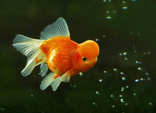 金魚遇到高溫會(huì)怎么樣?金魚失鰾是咋回事