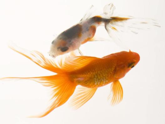 金魚吐泡泡會死嗎?金魚為什么浮上來吐泡泡