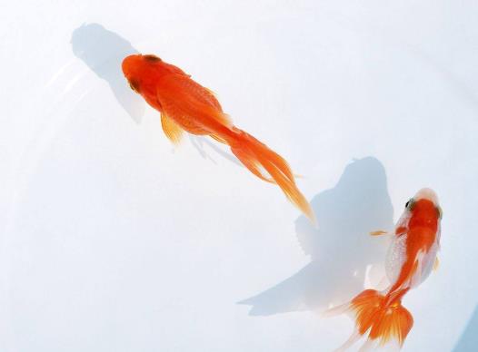 養金魚的水要加鹽嗎?金魚冬天怎么養過冬