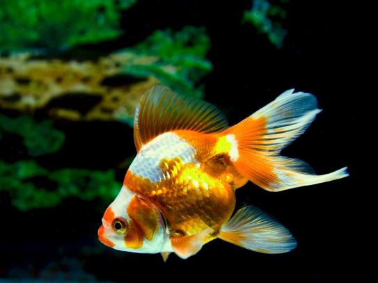 金魚遇到高溫會(huì)怎么樣?金魚失鰾是咋回事