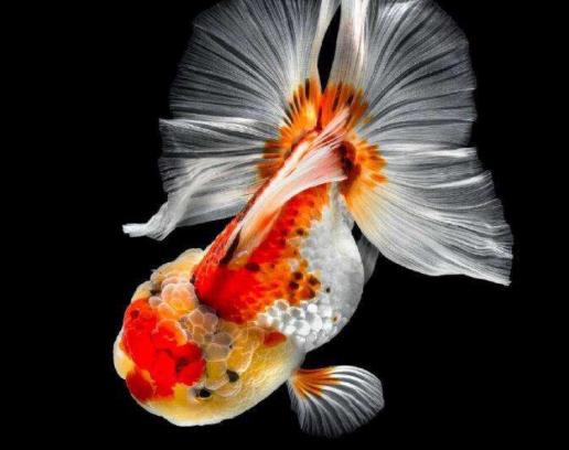 養金魚適合什么水?金魚養幾條好