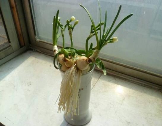 水培郁金香水沫過種球會爛嗎?水培郁金香多久開花