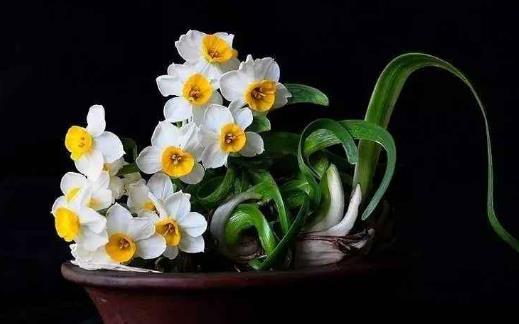 水仙花怎么養 水仙花有毒嗎 水培水仙花正確養法