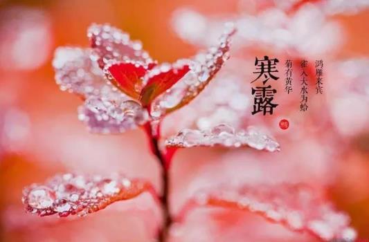 寒露是第幾個節氣?寒露有什么風俗習慣?