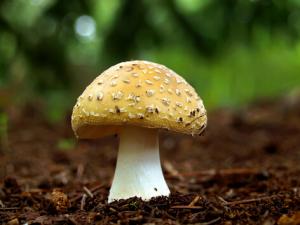 孕婦可以吃蘑菇嗎？孕婦吃蘑菇的食譜