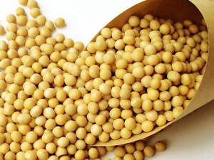 孕婦吃黃豆有什么好處？孕婦吃黃豆的做法