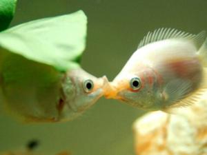接吻魚的風水學應用-接吻魚的品種介紹