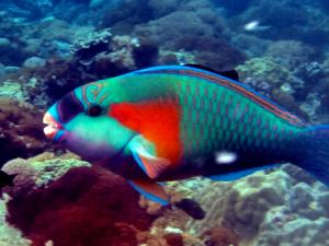 鸚哥魚(yú)的風(fēng)水學(xué)應(yīng)用-鸚哥魚(yú)的品種介紹