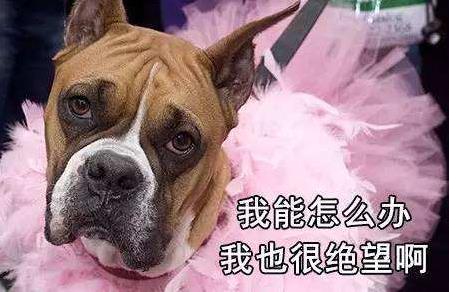 我能怎么辦啊我也很絕望啊是什么梗?什么意思?出處及相關示例