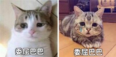 委屈巴巴是什么梗什么意思?貓咪委屈巴巴賣(mài)萌表情包(全)