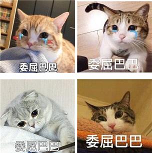 委屈巴巴是什么梗什么意思?貓咪委屈巴巴賣(mài)萌表情包(全)