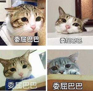 委屈巴巴是什么梗什么意思?貓咪委屈巴巴賣(mài)萌表情包(全)