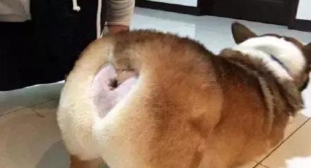 我有一個大膽的想法是什么意思什么梗?我有一個無恥又大膽的想法