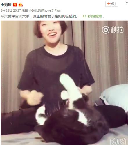 吸貓是什么意思什么梗?貓咪有毒啊?一日吸貓,終身養(yǎng)貓想貓成貓奴