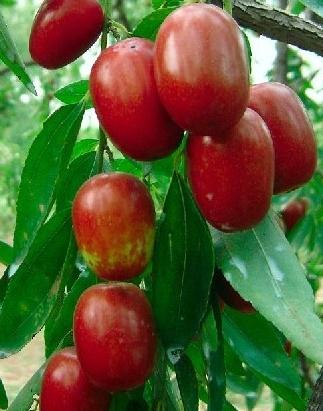 紅棗吃多了會怎么樣？紅棗吃多了好嗎