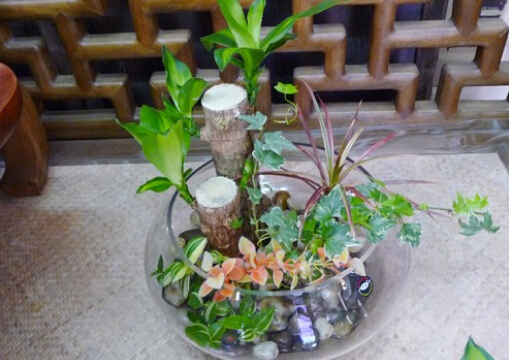 巴西木的風水學應(yīng)用-巴西木在家居中的作用