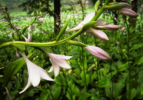 玉簪花的風(fēng)水學(xué)應(yīng)用-玉簪花的養(yǎng)殖方法