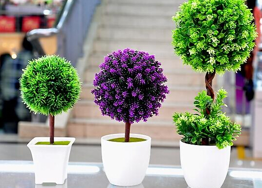 家里養(yǎng)什么植物好？家里養(yǎng)什么花風(fēng)水好？