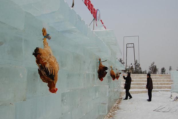 吉林延吉冰雪節為吸引游客，驚現活雞當靶供游客射殺組圖