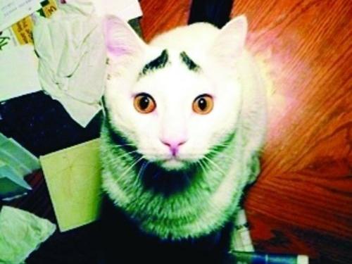 八字眉囧貓山姆網絡爆紅，細數囧貓愁眉苦臉的賣萌囧照
