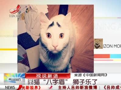 八字眉囧貓山姆網絡爆紅，細數囧貓愁眉苦臉的賣萌囧照