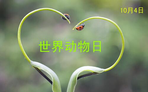 世界動物日是幾月幾日？公歷10月4日是什么節日