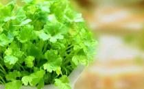 為啥不愛吃香菜？香菜的功效