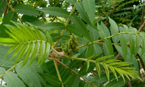 樹如何能產鹽？鹽堿地里的木鹽樹