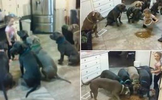 國外4歲女童徒手喂食6只巨型斗牛犬，面無懼色