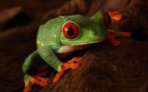 世界10大最致命生物，你認識嗎？