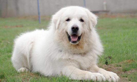 大白熊犬如何喂養？大白熊犬怎樣訓練？