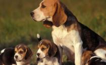 比格犬多少錢一只？比格犬如何喂養？