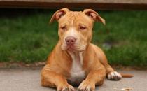 比特犬多少錢(qián)一只？比特犬是什么狗？
