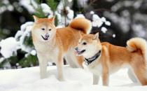 柴犬多少錢一只？柴犬如何喂養？