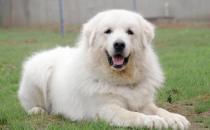 大白熊犬如何喂養？大白熊犬怎樣訓練？