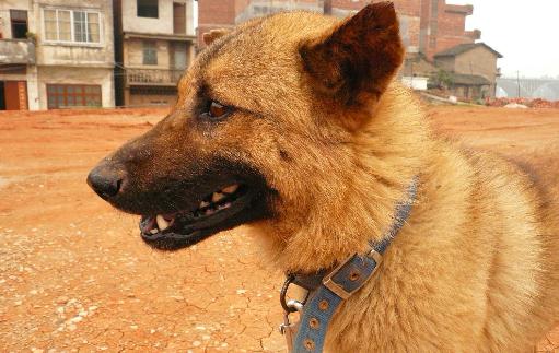 中華田園犬是什么狗？中華田園犬怎樣訓練？