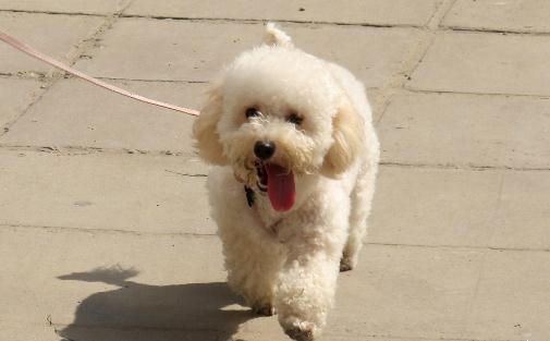 貴婦犬怎么養(yǎng)？貴婦犬好訓練嗎？