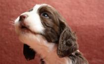 史賓格犬如何喂養(yǎng)？史賓格犬的簡介