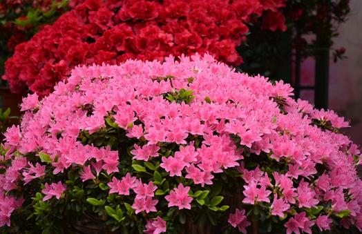 杜鵑花的介紹-杜鵑花如何養(yǎng)護(hù)？
